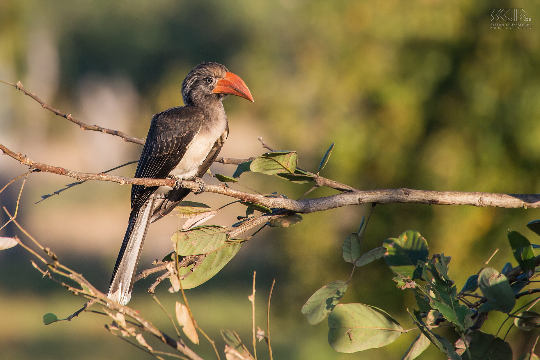 South Luangwa - Kuiftok Daarna zijn we 5 dagen op safari geweest in South Luangwa, ongetwijfeld een van de mooiste nationale parken in Zuidelijk Afrika. Naast veel olifanten, antilopen, zebra’s, giraffen, wrattenzwijnen, arenden, … is er ook een hoge concentratie aan roofdieren zoals luipaarden, hyena’s, wilde honden en leeuwen. Er komen ongeveer  420 vogelsoorten voor waaronder deze kuiftok (Crowned hornbill , Tockus alboterminatus) uit de familie van de neushoornvogels. Stefan Cruysberghs